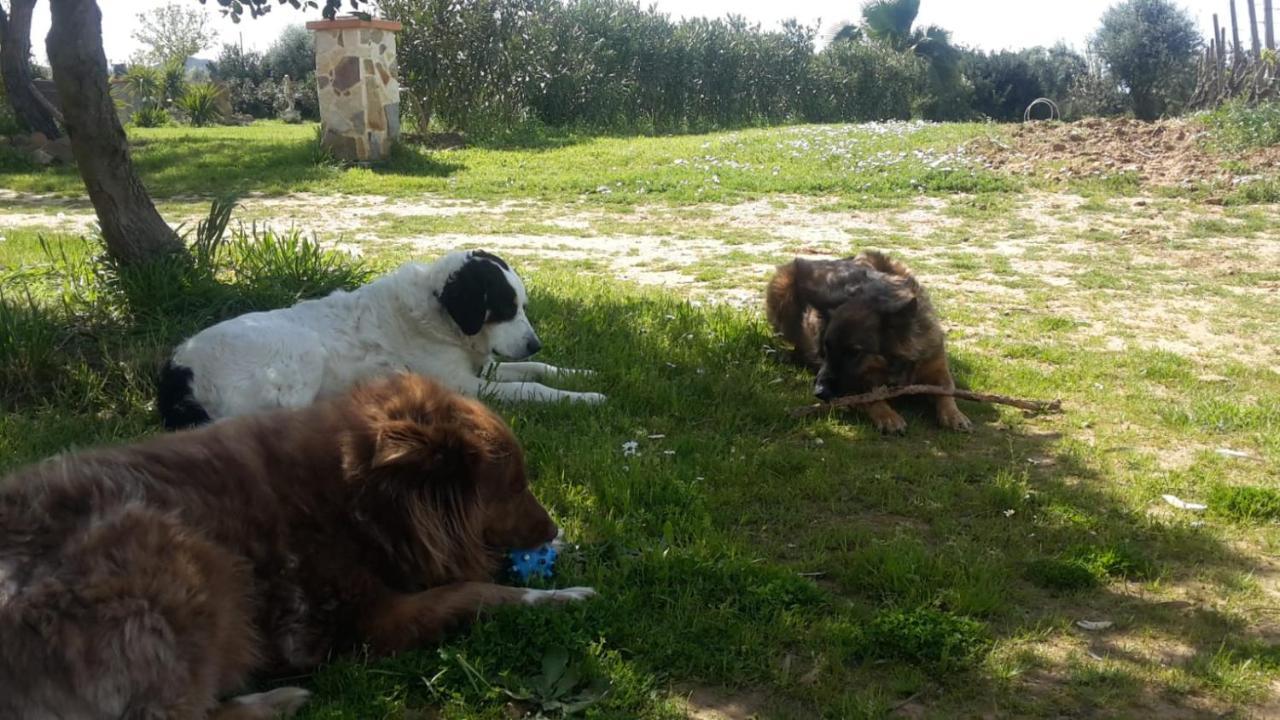 Orange Ville Villamassargia Dış mekan fotoğraf